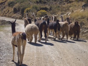 Sacred Valley_6-2-10