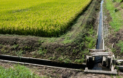 A very precisely laid out field. 