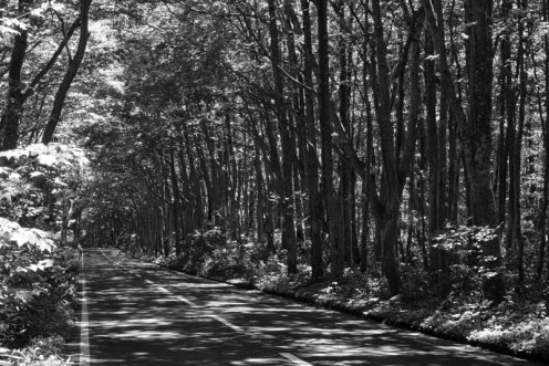 Sun dappled road through a National Park